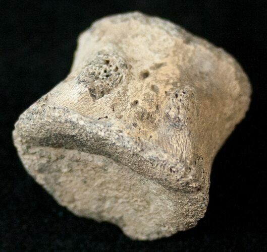 Hadrosaur Caudal Vertebrae (Tail Bone) #14814